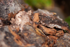 Lycosoidea
