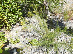 Euthamia occidentalis