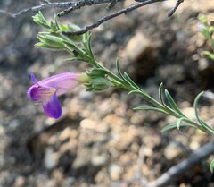 Penstemon linarioides