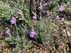 Penstemon linarioides