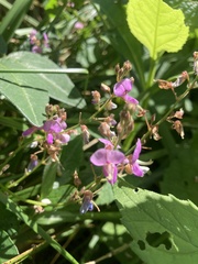 Desmodium