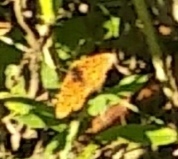 Melitaea didyma