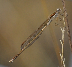 Sympecma fusca
