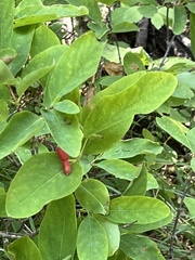 Lonicera utahensis