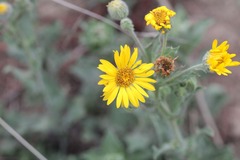 Heterotheca inuloides