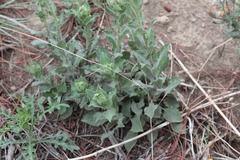 Heterotheca inuloides