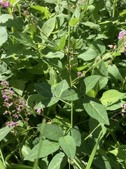 Desmodium