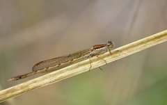Sympecma fusca