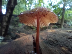 Mycena