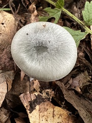 Clitocybe odora