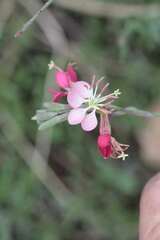 Oenothera suffrutescens