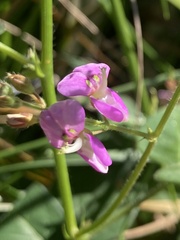Desmodium