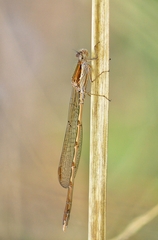 Sympecma fusca