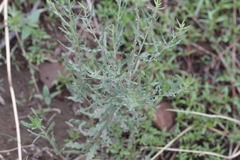 Oenothera suffrutescens