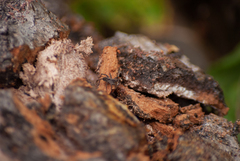 Lycosoidea