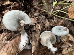 Clitocybe odora