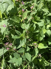 Desmodium