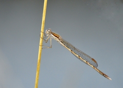 Sympecma fusca