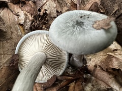 Clitocybe odora