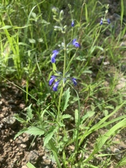 Salvia subincisa