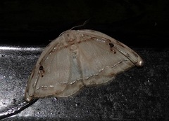 Callidrepana gelidata