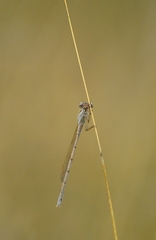 Sympecma fusca
