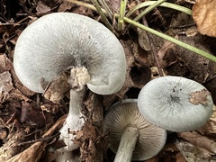 Clitocybe odora