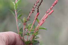Acalypha phleoides