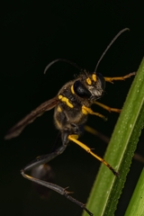 Sceliphron asiaticum