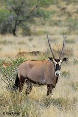 Oryx gazella