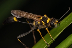 Sceliphron asiaticum