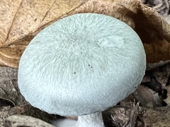 Clitocybe odora