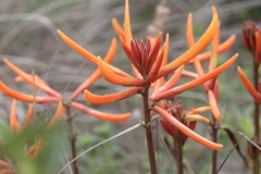 Erythrina leptorhiza