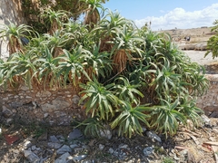 Aloe arborescens