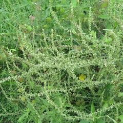 Rumex pulcher