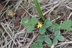 Hypoxis