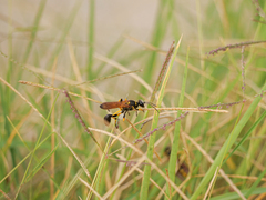 Sceliphron madraspatanum