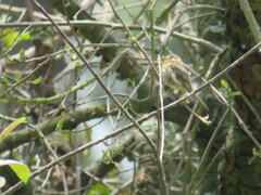 Empidonax fulvifrons