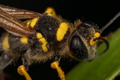 Sceliphron asiaticum