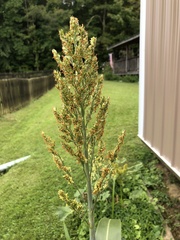 Sorghum