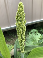 Sorghum