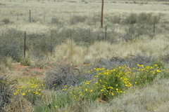 Osteospermum microcarpum