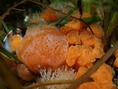 Aplidium californicum