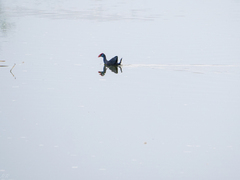 Porphyrio porphyrio