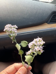 Symphyotrichum drummondii