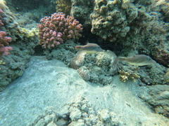 Canthigaster margaritata