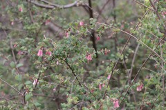Symphoricarpos microphyllus