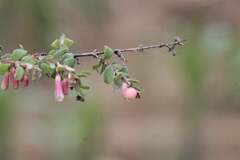 Symphoricarpos microphyllus