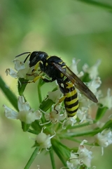 Ectemnius lapidarius