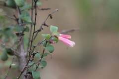 Symphoricarpos microphyllus